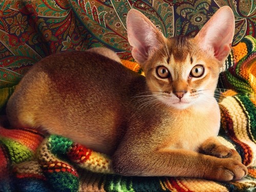 Набор для выкладывания мозаики Алмазная живопись "Абиссинский кот"