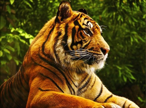 Набор для выкладывания мозаики Алмазная живопись "Золотой тигр"