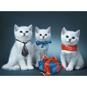 Набор для вышивания бисером Матрёнин посад "Нарядные котята"