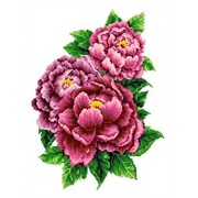 Канва с нанесенным рисунком Каролинка "Розовые пионы"