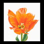 Набор для вышивания крестом Thea Gouverneur "Оранжевый тюльпан"