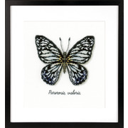 Набор для вышивания крестом Vervaco "Голубая бабочка"