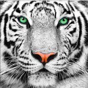 Набор для выкладывания мозаики Алмазная живопись "Портрет белого тигра"