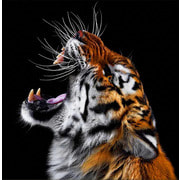 Набор для выкладывания мозаики Алмазная живопись "Тигриный рык"