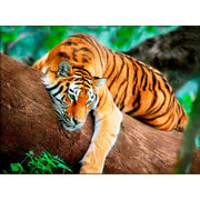 Набор для выкладывания мозаики Алмазная живопись "Тигр на дереве"