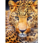 Набор для выкладывания мозаики Алмазная живопись "Взгляд леопарда"