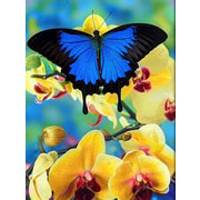 Набор для выкладывания мозаики Алмазная живопись "Бабочка и орхидеи"